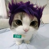 mysterious_cat33