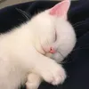 daxuaaa2