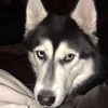 deterioratedog