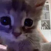 ksyushabiscuityourmother