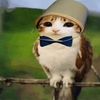 Meowl