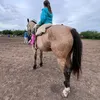 maricruz_caballos