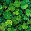 🍀