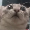 seaya_7