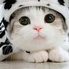 celiboy_275