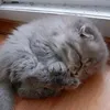 liliko_l