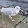 stellathebella70