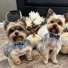 yorkiedaddie