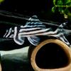 l046.zebrapleco