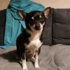 chowieo8