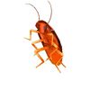 sexyfemalecockroach