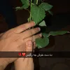 adam_harki02
