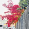 giang.edit6