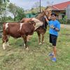 anak_gembala333