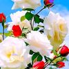 noor.fatima42210