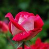 syeda.huria.zaina