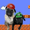thecutepugbrothers