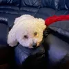 bobbysance