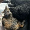 crazy.cat.lady674