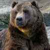 198bearking