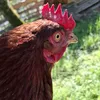 johannespyrobest