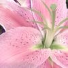 orchidasyeae