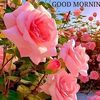 rohini.thisera5