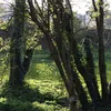 olliepur