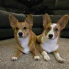 woofsandwax