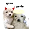 mango.aleksey