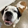 ilove_dogs160