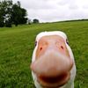 adogwithabutterflyonitsn