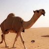 الحميدي أبوذراع .