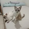 frank.pinheiro5