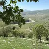 d.barzanii01