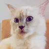 mae67551