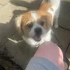 dogperson988