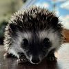 Hedgehog Girl