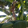 anangcahyanto615
