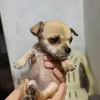 cesarpouxd