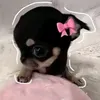 zxhoox