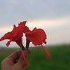farjana_4233