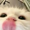 xixi_teoh