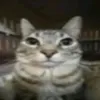 mini_bro_tik_tok