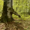 marshlusha