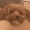 lena.str08