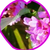 sylvie.tulipe