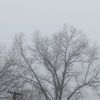 northern_borealis0