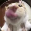 b.l.ausabsjs