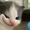 xauzainhat_tt